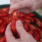 Як правильно їсти раків, щоб не зганьбитися в ресторані