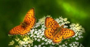 7 липня – День ангела: Імена, що святкуються, та теплі побажання.