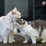 Чому коти облизують один одного? Розкриваємо таємницю соціальних ритуалів та суперництва.