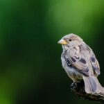 Непроханий гість: чому птах залетів у дім і чи є привід для паніки?