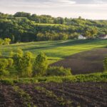 Українські чорноземи: де знайти найродючіші ґрунти для рекордних урожаїв