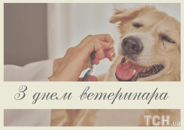 Листівки з Днем ветеринара / © ТСН
