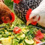 Кабачки для курей: користь, норми та поради годування