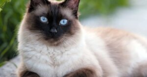 Кото-компаньйони: 7 порід, що сумують без вас