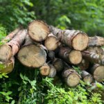 Безкоштовні дрова в лісі: легальні способи збору та ризики штрафів