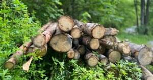 Безкоштовні дрова в лісі: легальні способи збору та ризики штрафів