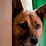 Хвостик, що завжди поруч: чому собака ходить за вами по дому? Розчулить до глибини душі!