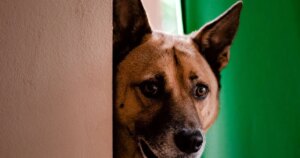 Хвостик, що завжди поруч: чому собака ходить за вами по дому? Розчулить до глибини душі!