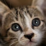 Ніжні обійми: кошеня та теля підкорили мережу