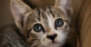 Ніжні обійми: кошеня та теля підкорили мережу